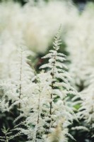Astilbe x arendsii - July