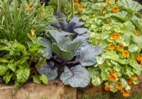 A raised vegetable bed with Red cabbage, Chard 'Bright Lights' and Tropaeolum majus 'Orange Troika' - Nasturtium