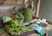 Potting bench inside a shed with strawberry plants ready to be transplanted