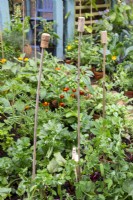 Bamboo canes on an allotment with champagne and wine corks used as cane toppers