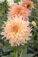 Dahlia 'Doreen James' - new variety introduced 2023 by H.W Hyde and Son