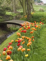 Tulipa 'sunlover' - growing in strip of longer grass on stream bank