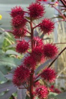 Ricinus communis 'Red Spire' - Castor Bean plant prickly capsules in autumn.