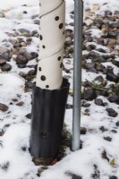 Metal stake supporting deciduous tree trunk protected with flexible plastic guards to keep away rodents from chewing on bark.