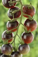 Solanum lycopersicum  'Midnight Snack'  Ripe and unripe cherry tomatoes  F1 Hybrid  Syn. Lycopersicon esculentum  August