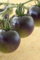 Solanum lycopersicum  'Midnight Snack'  Picked truss of unripe cherry tomatoes  F1 Hybrid  Syn. Lycopersicon esculentum  August
