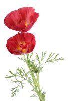 Eschscholzia californica  California poppy  August
