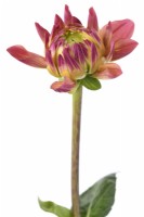 Dahlia  'Princesse Gracia'  Decorative dahlia flower bud  August