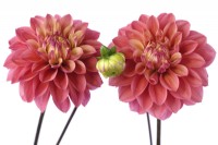 Dahlia  'Princesse Gracia'  Decorative dahlia flowers and bud  October