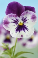 Viola x wittrockiana  Cool Wave Series Pansy  One colour from mixed  August