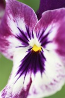 Viola x wittrockiana  Cool Wave Series Pansy  One colour from mixed  August