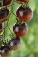Solanum lycopersicum  'Midnight Snack'  Ripe and unripe cherry tomatoes  F1 Hybrid  Syn. Lycopersicon esculentum  August