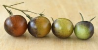 Solanum lycopersicum  'Midnight Snack'  Picked cherry tomatoes at different stages of ripening  F1 Hybrid  Syn. Lycopersicon esculentum  August
