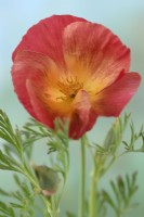 Eschscholzia californica  California poppy  August
