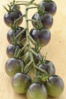Solanum lycopersicum  'Midnight Snack'  Picked truss of unripe cherry tomatoes  F1 Hybrid  Syn. Lycopersicon esculentum  August