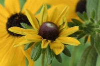 Rudbeckia  All Sorts Mixed  One colour from mixed   Flower starting to open  August