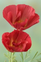 Eschscholzia californica  California poppy  August