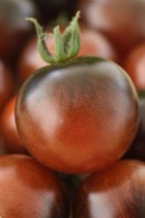 Solanum lycopersicum  'Midnight Snack'  Picked cherry tomatoes  F1 Hybrid  Syn. Lycopersicon esculentum  August
