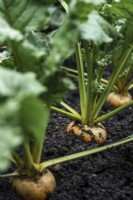 Row of turnips emerging from rich soil, Brassica rapa plant portraits - June