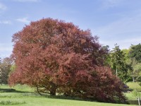 Fagus sylvatica f. purpurea - Copper Beech in landscaped gardens