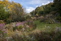 Autumn borders at the garden house in Devon, mixture of grasses and late flowering perennials including Symphyotrichum, Stipa gigantea, Calamagrostis and Miscanthus cultivars