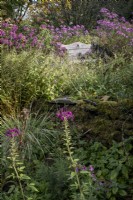 Wooden bench amongst autumnal planting incuding various grasses and Symphyotrichon novae-angliae 'Violetta'