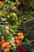 Old stone steps leading through garden, with Dahlia coccinea var. Palmeri in foreground