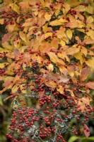 Photinia davidiana showing autumnal colour