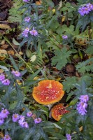 Amanita muscaria, Fly Agaric fungi hidden amongst plants in a shady woodland garden