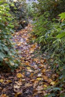 Fallen leaves in autumn, path through wooded garden