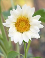 Helianthus 'Pro Cut White Lite' - Sunflower - August