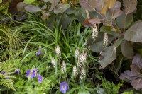 Mixed perennial planting of Geranium 'Rozanne', Tiarella 'Pink Skyrocket' and Cotinus 