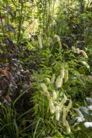 Sanguisorba tenuifolia 'Alba'