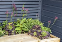 Raised bed wooden planter with Aeonium arboreum and Astrantia next to a painted grey fence foliage leaves