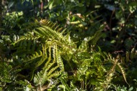 Dryopteris erythrosora - Japanese shield fern, Buckler fern