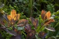 Cotinus coggygria 'Royal Purple' leaves