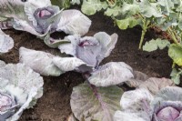 Brassica oleracea 'Tinty' F1 red cabbage growing in a row 