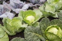 Brassica oleracea growing in rows, left to right, 'Tinty' F1 red,  'Cabbice' and 'Serpentine' - savoy cabbage growing in rows 