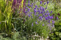 Summer border with Lavandula angustifolia 'Munstead', Salvia nemerosa 'Mainacht', Erigeron karvinskianus 'Sea of Blossom' and ornamental grass