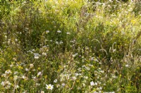 Meadow planting with Plantago lanceolata, Leucanthemum vulgare, Lotus corniculatus, Achillea millefolium and grasses