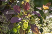 Cotinus coggygria 'Royal Purple' leaves