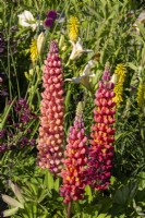Mixed perennial planting of Lupinus 'Salmon Star' on the left with Lupinus 'Terracotta' and Astrantia major 'Hadspen Blood'