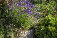 Container with mixed perennial planting of Lavandula angustifolia 'Munstead' and Erigeron karvinskianus 'Sea of Blossom'