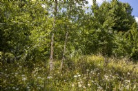 Betula pendula tree with meadow planting Plantago lanceolata, Leucanthemum vulgare, Lotus corniculatus, Achillea millefolium and grasses