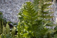 Dryopteris erythrosora - Japanese shield fern