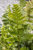Dryopteris erythrosora - Japanese shield fern