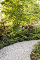 Curved gravel path with border of Tilia cordata - lime tree underplanted with mixed perennial planting 