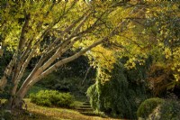 Betula ermanii 'Grayswood Hill' in an autumnal woodland garden