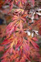 Acer palmatum with autumn colour and seeds or 'keys'