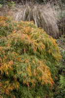 Acer palmatum 'Green Cascade' with autumn colour